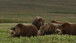 Toro Almizclero
