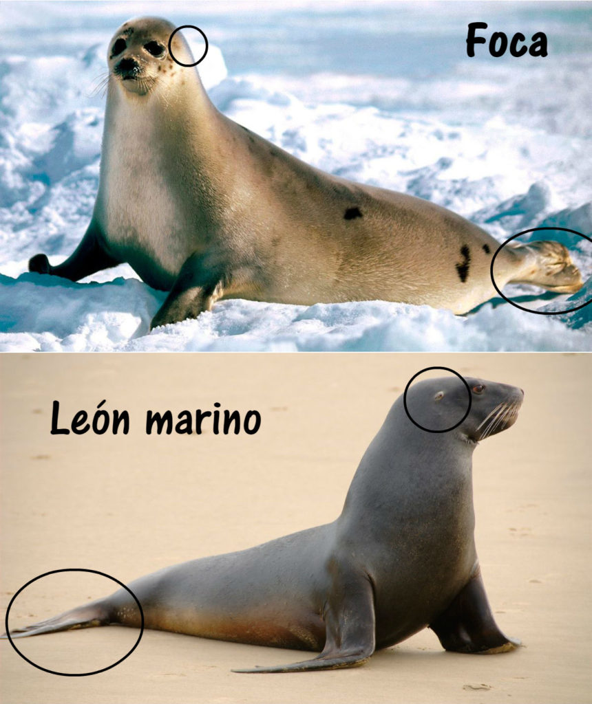 Foca y lobo marino