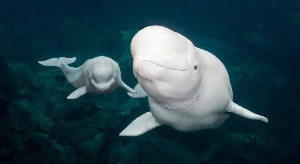 Dos ballenas blancas o belugas