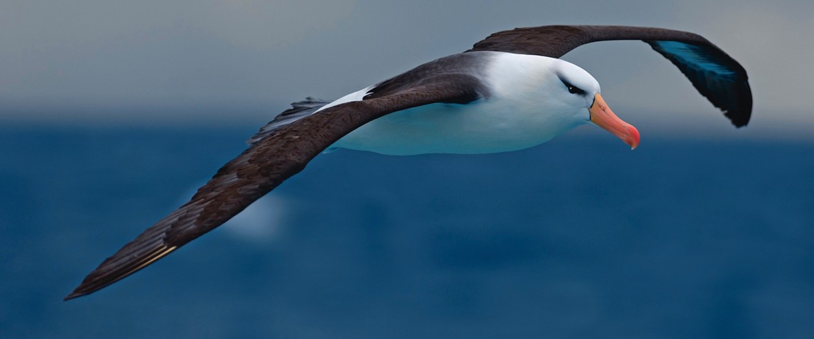Albatros
