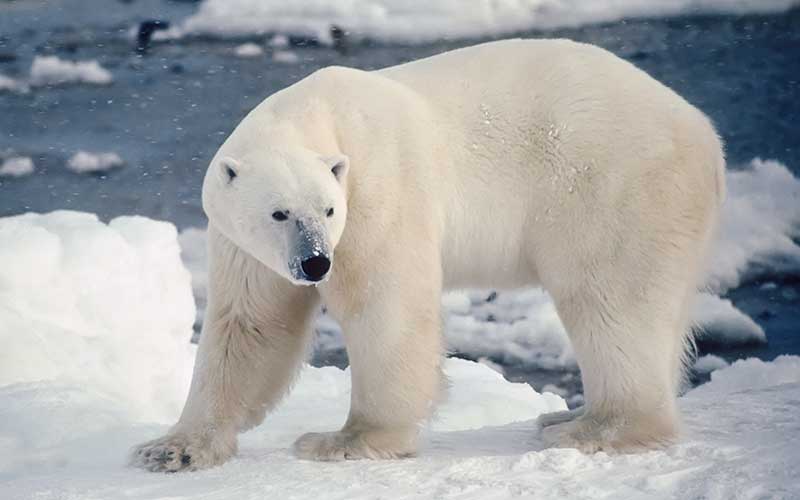 Oso Polar