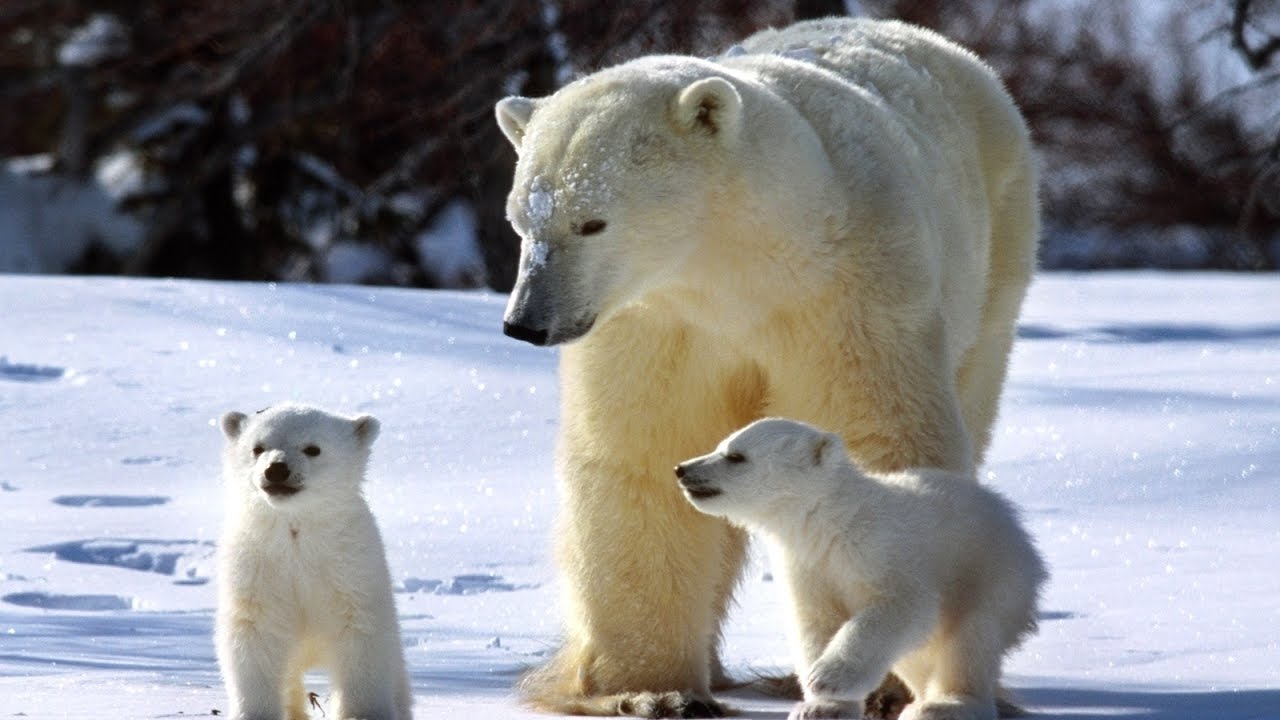 Oso Polar