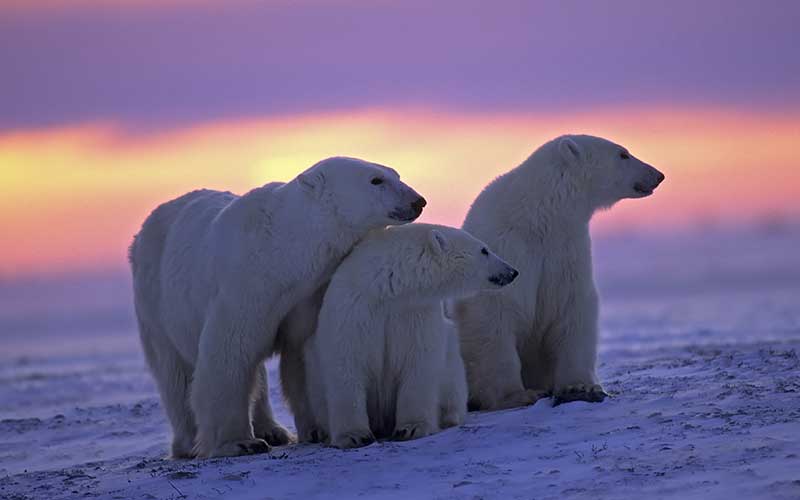 Oso Polar