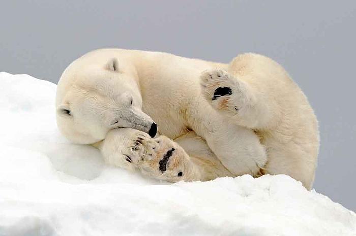 Oso Polar