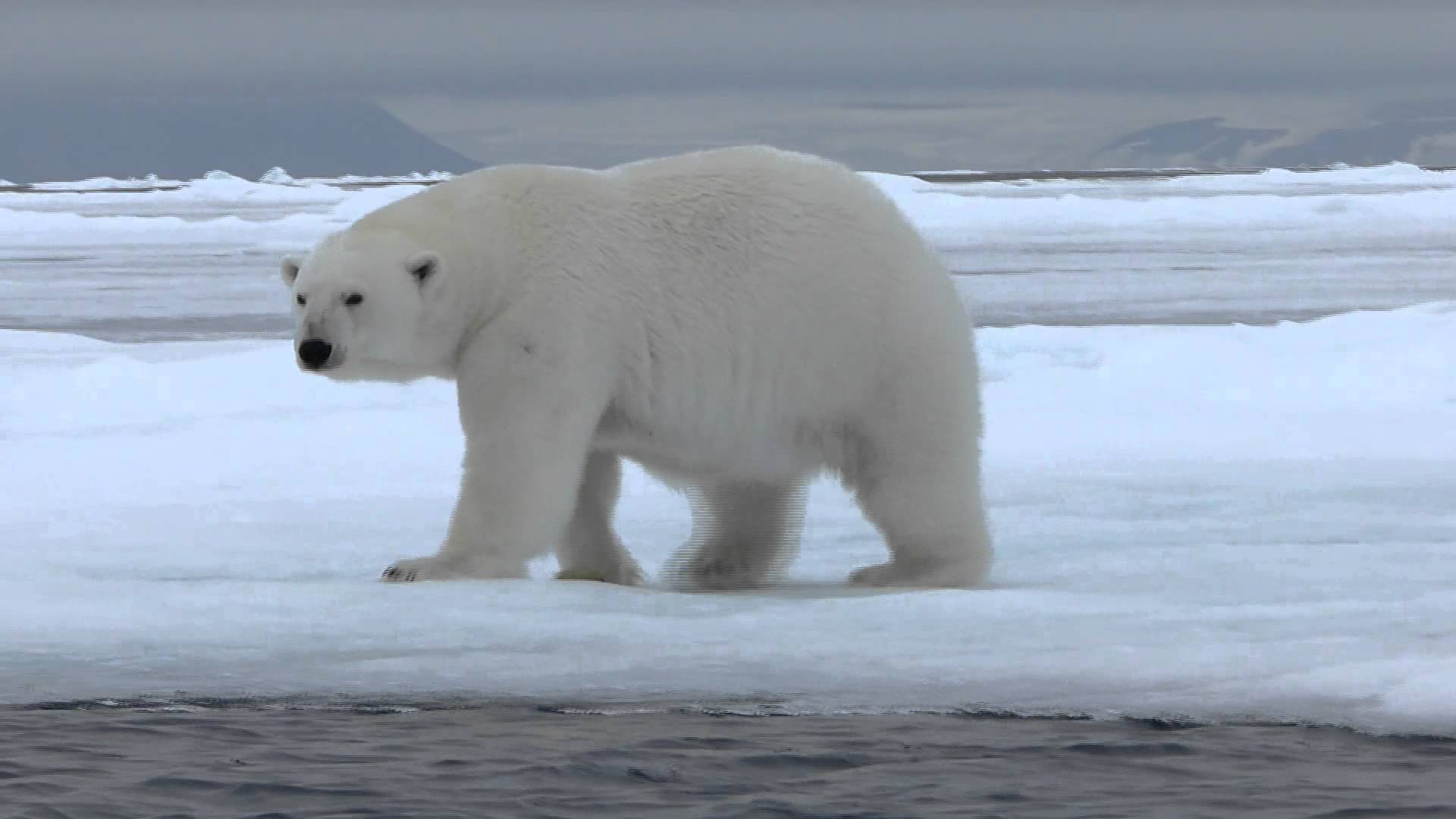 Oso Polar