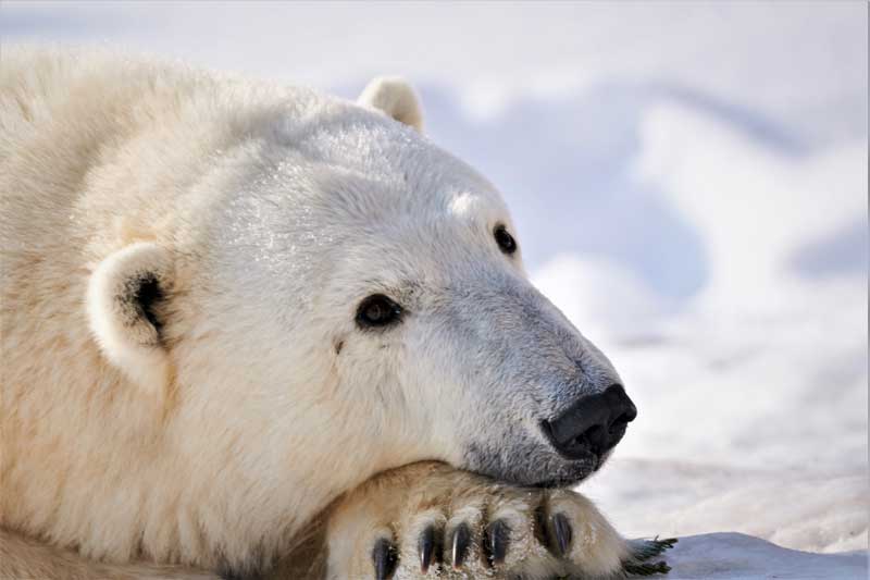 Oso Polar