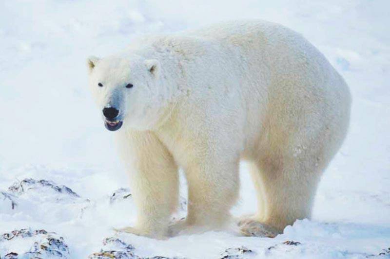 Oso Polar