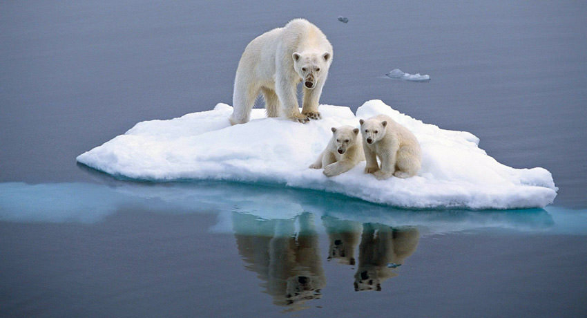 Oso Polar