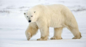 Oso polar grande