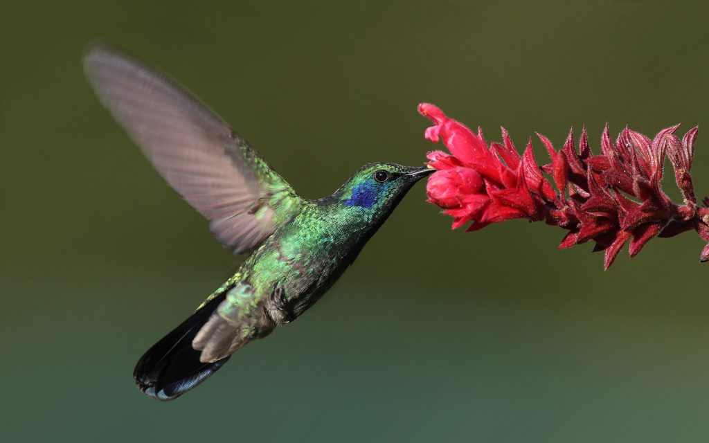 Colibrí Grande