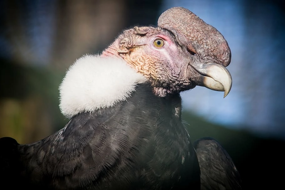 La caza sin control, el daño al ecosistema y el envenenamiento secundario con plomo (al consumir animales muertos por disparos de cazadores) ha disminuido la población del cóndor andino, y está descrita como especie «Vulnerable» desde el 2020 en la Lista Roja de la UICN.