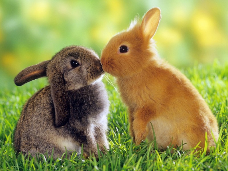 Conejos