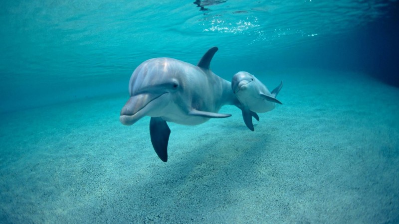 Los Delfines