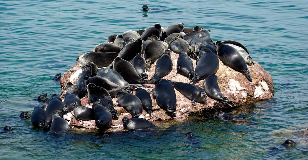 Foca del Baikal o Nerpa