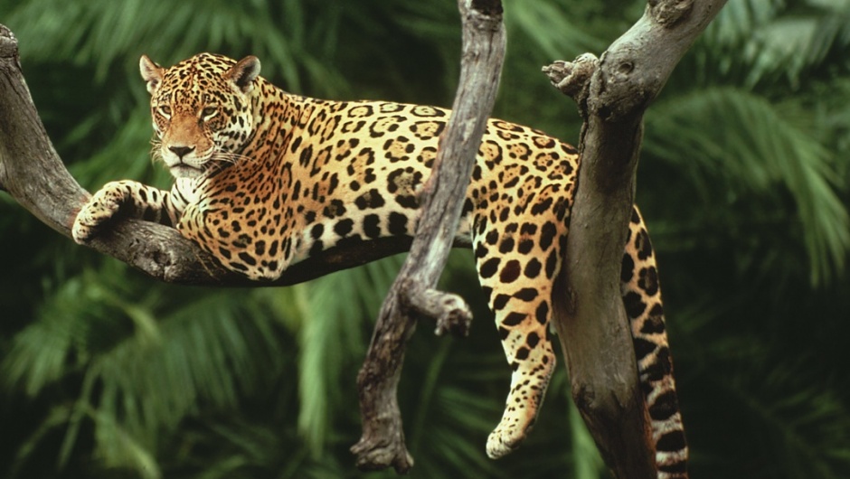 El Jaguar o Yaguar