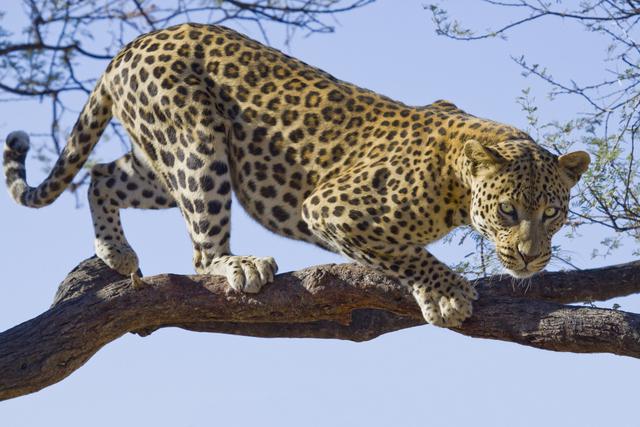 El Leopardo