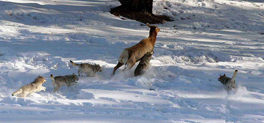 Lobos grises cazando en manada