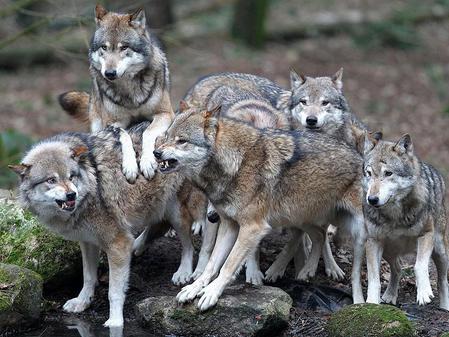 Lobo gris o lobo común
