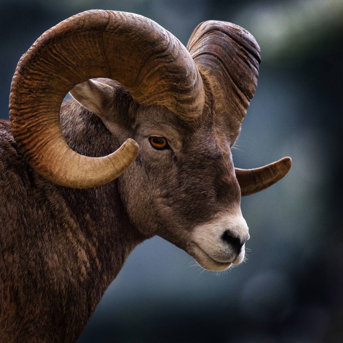 Borrego Cimarrón o Muflón Canadiense con sus cuernos
