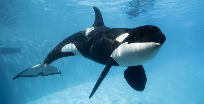 El delfín más grande: La Orca