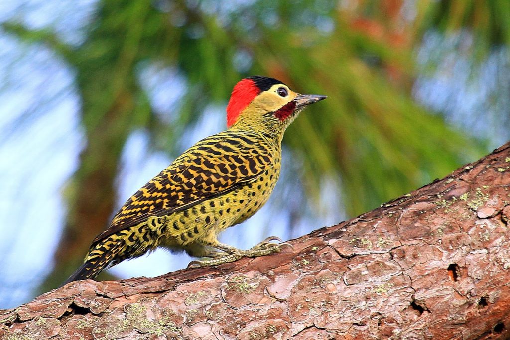 Pajaro carpintero andino ave exótica
