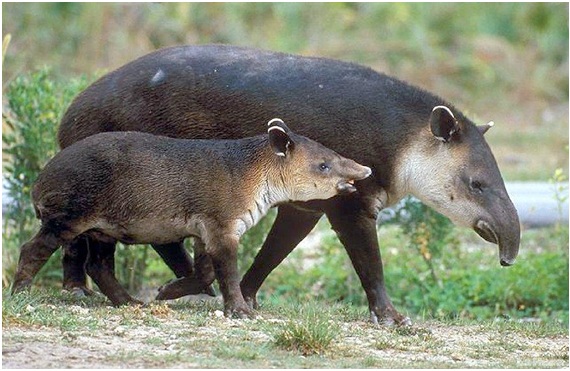 Tapir andino