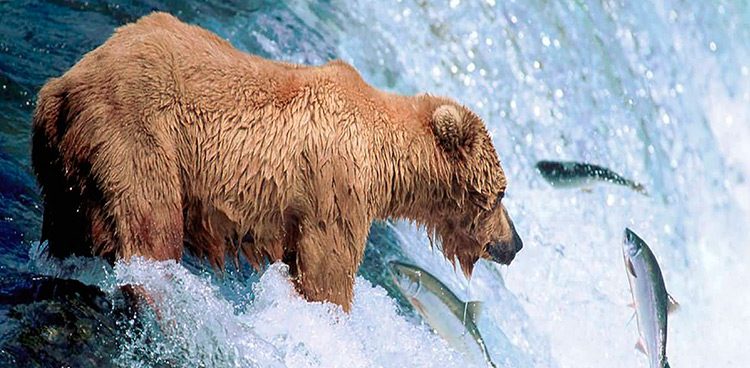 Oso Gris u Osos Grizzly cazando peces