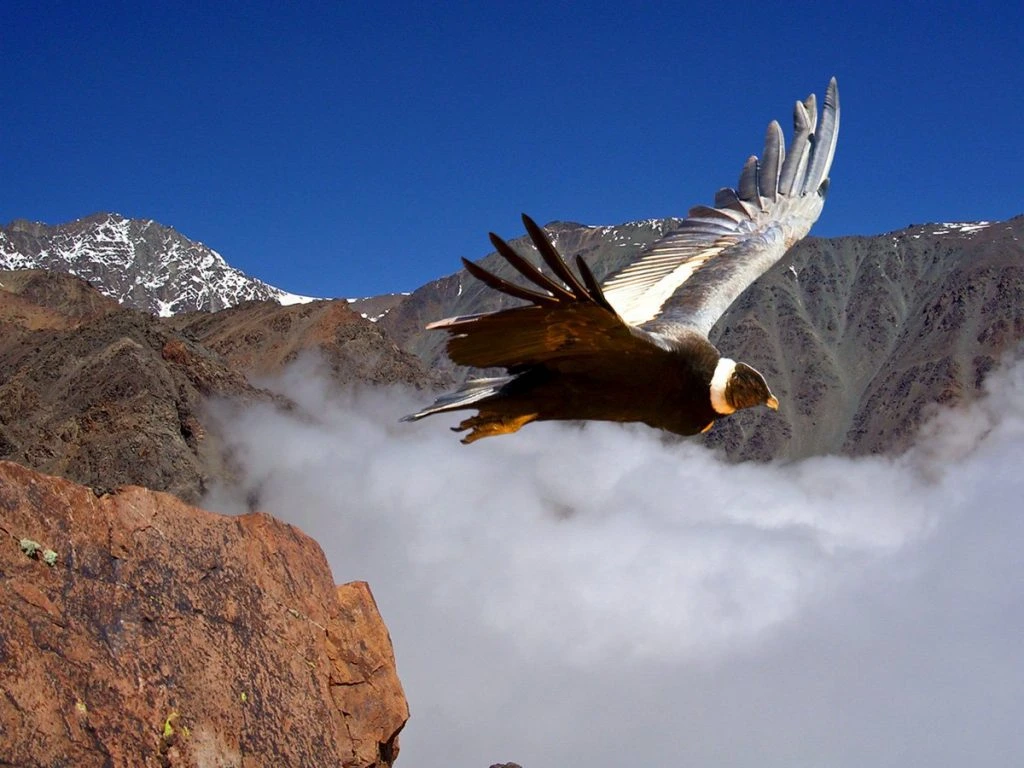 Gracias a su envergadura, es decir, la distancia entre sus alas, el cóndor andino puede alcanzar altitudes de más de 6500 metros, usando las corrientes térmicas de aire cálido, que ascienden con la altura.