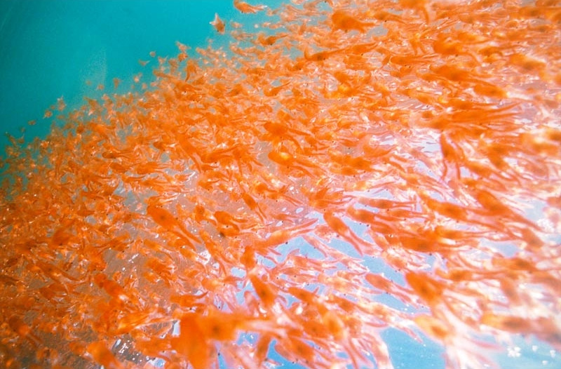 Krill o camarón