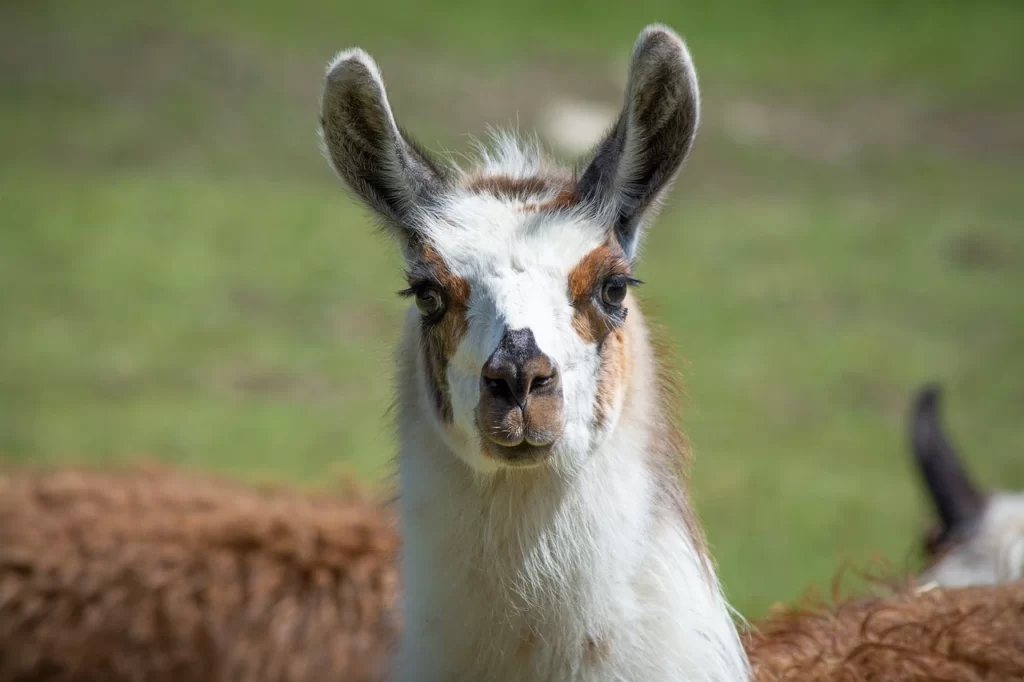 Detalle de los rasgos de la llama.