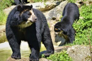Oso de antifaz u oso frontino