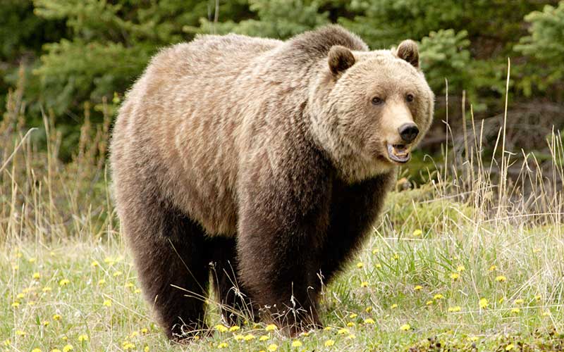 Oso Gris u Oso Grizzly