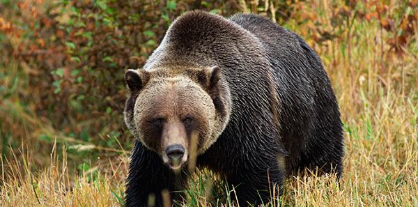 Oso Gris u Oso Grizzly
