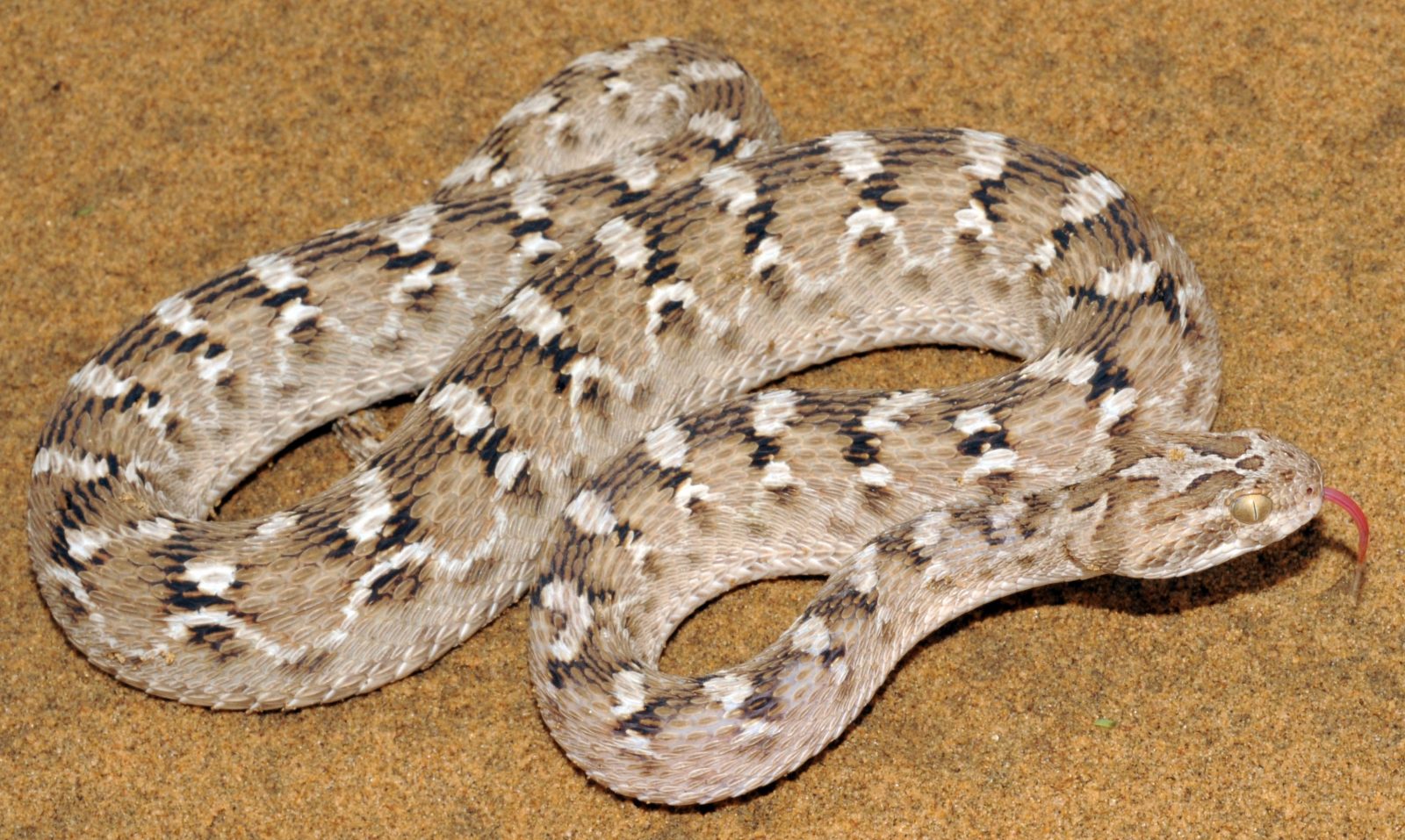Víbora Gariba