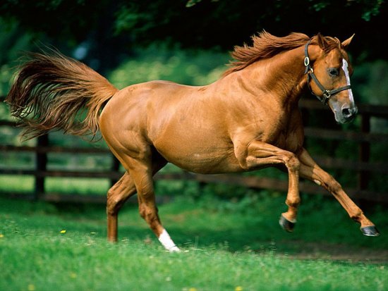 Caballo
