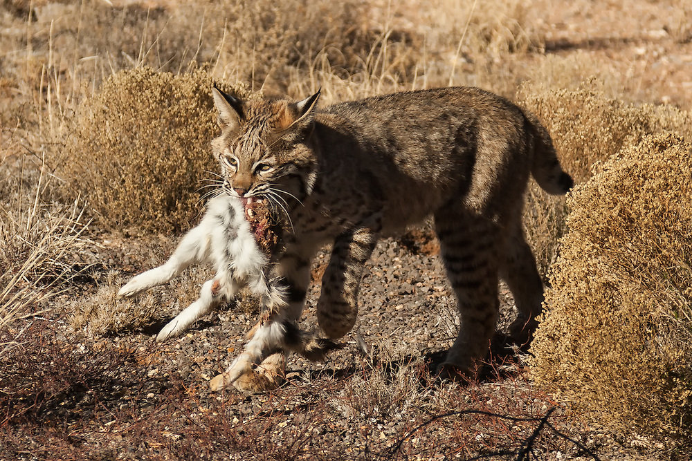 Lince rojo o gato montés de Norteamérica