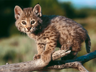 Bebé de lince rojo