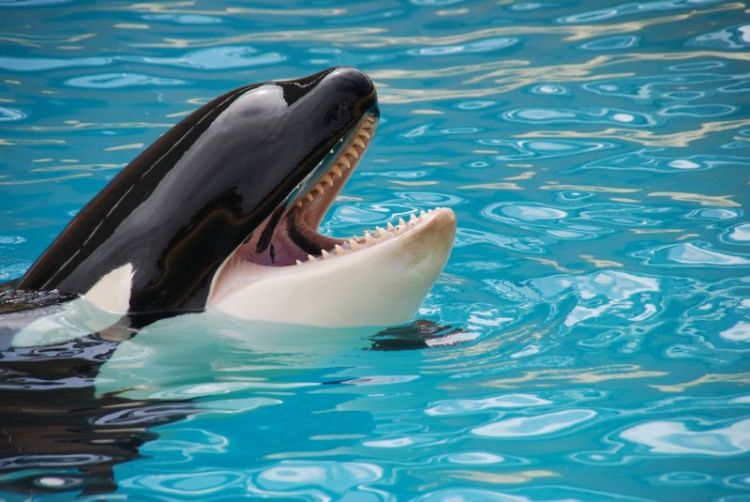 La orca o ballena asesina