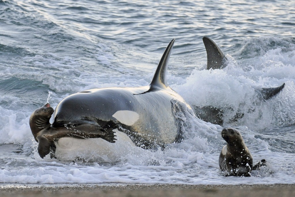 La orca o ballena asesina
