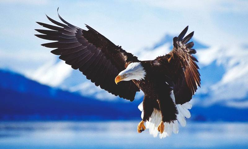 Águila calva