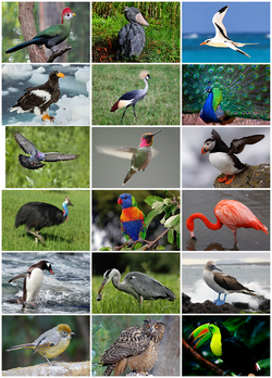 Aves