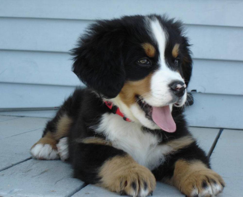 Cachorro de perro