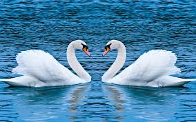 Cisnes