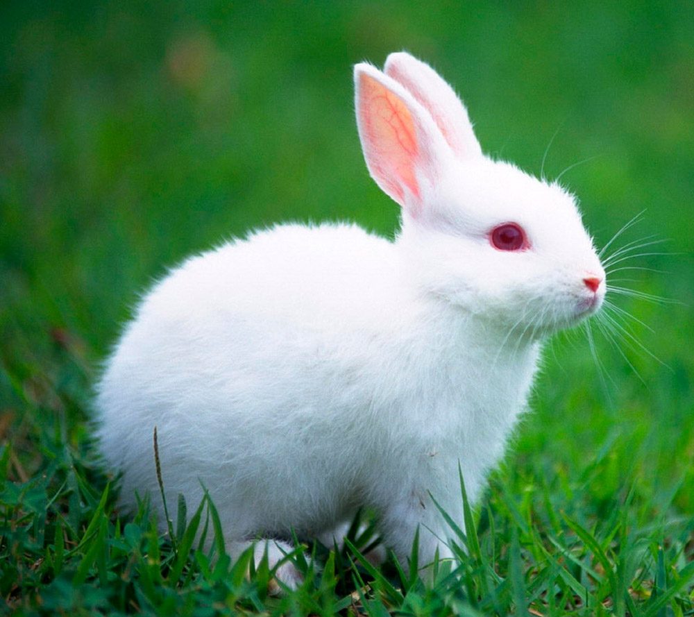 Conejo blanco