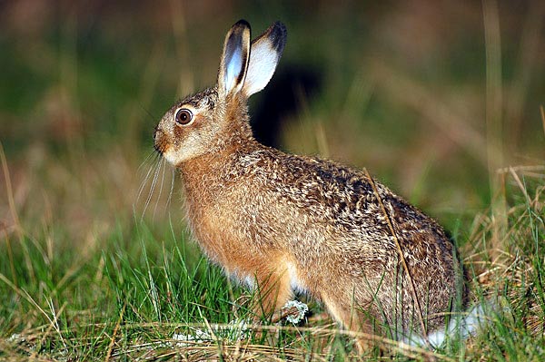 Conejo