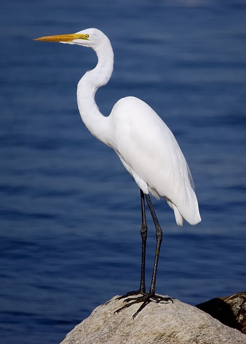Garza