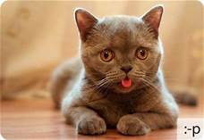 Gato