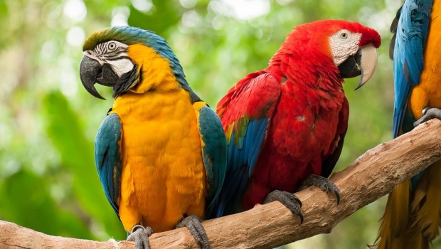 Guacamaya
