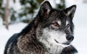 Lobo