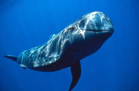 Ballena Azul